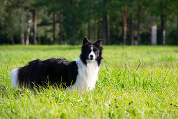 Young energetic dog on a walk.  Border Collie. Sunstroke, health of pets in the summer.  How to protect your dog from overheating.Training of dogs.  Whiskers, portrait, closeup. Enjoying, playing 