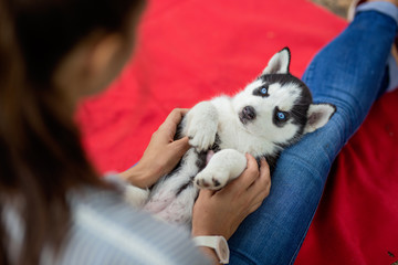 A sweet husky puppy is lying on the laps of a woman. Love and care for pets.