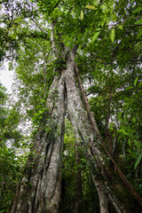 Fototapeta premium arbre géant