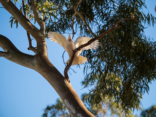 little corella, bare-eyed cockatoo, blood-stained cockatoo, short-billed corella, little cockatoo, blue-eyed cockatoo