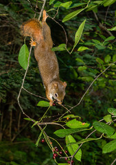 Squirrel hangs upside down while eating cherry fruit
