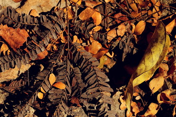 autumn leaves on the ground