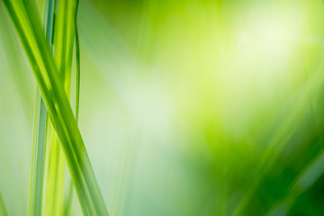 green grass with bright sunlight, green nature background, summer meadow sunrise