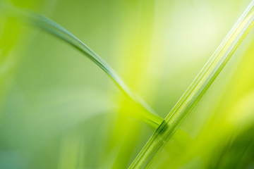green grass with bright sunlight, green nature background, summer meadow sunrise