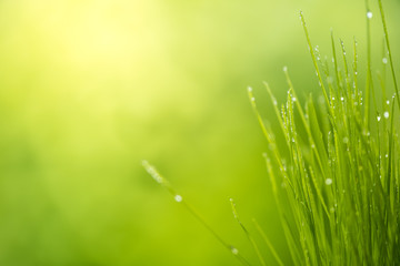 Obraz premium green grass with water drops bright sunlight, green nature background, summer meadow sunrise