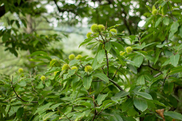 Fototapeta na wymiar Green walnut plant with some green maturation nuts.