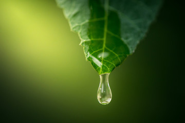 green leaf with water drops