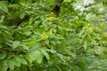Fototapeta na wymiar Green walnut tree with some green maturation nuts.