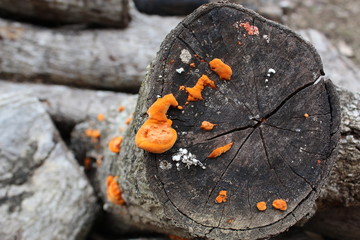 Orange fungus