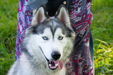 Young energetic dog on a walk.  Siberian husky. Sunstroke, health of pets in the summer.  How to protect your dog from overheating.Training of dogs.  Whiskers, portrait, closeup. Enjoying, playing 