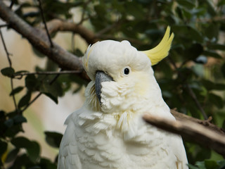sulphur-crested cockatoo