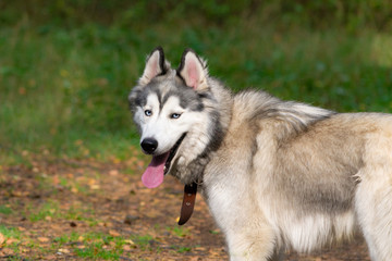Naklejka na ściany i meble Young energetic dog on a walk. Siberian husky. Sunstroke, health of pets in the summer. How to protect your dog from overheating.Training of dogs. Whiskers, portrait, closeup. Enjoying, playing 
