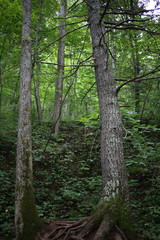 Fototapeta premium Moss Covered Trees in Jefferson National Forest