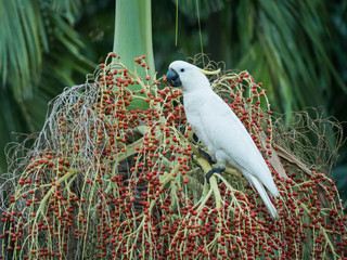 sulphur-crested cockatoo