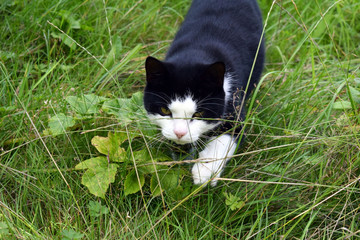 A black cat with white spots makes its way into the grass.
