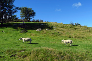 A herd of sheep graze on the green slope of the hill. Sheep breeding in Norway.