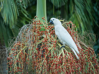 sulphur-crested cockatoo