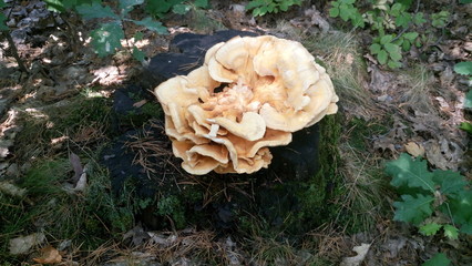 wood ear mushrooms wood ear mushroom