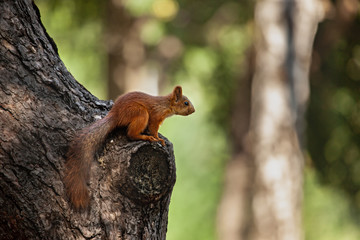 Obraz premium Squirrel on the tree