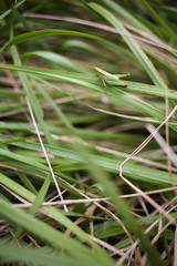 A Green Grasshopper sitting on a Blade of Grass