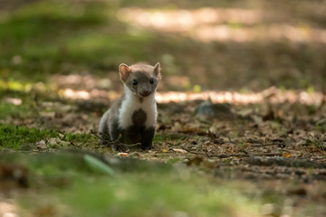 Stone marten, Martes foina, with clear green background. Detail portrait of forest animal. Small predator sitting on the beautiful green mossy tree trunk in the forest.