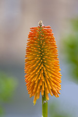 Fackellilie (Kniphofia)