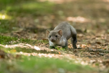Stone marten, Martes foina, with clear green background. Detail portrait of forest animal. Small predator sitting on the beautiful green mossy tree trunk in the forest.