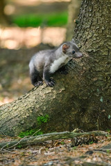 Stone marten, Martes foina, with clear green background. Detail portrait of forest animal. Small predator sitting on the beautiful green mossy tree trunk in the forest.