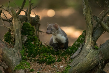 Obraz premium Stone marten, Martes foina, with clear green background. Detail portrait of forest animal. Small predator sitting on the beautiful green mossy tree trunk in the forest.