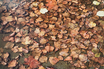 Autumn yellow leaves in a puddle.