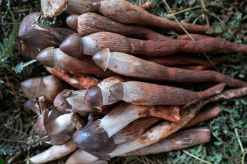 A variety of wild edible fungi with soil