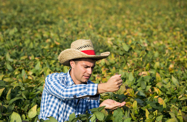 Farmer holding soybean in hands