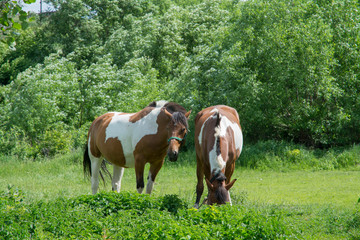Two horses grazing in a meadow on a sunny summer day