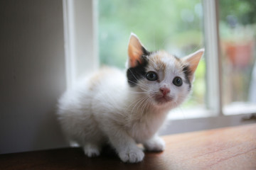 Young Calico Kitten on a Wooden Table in Front of a Window with Natural Light