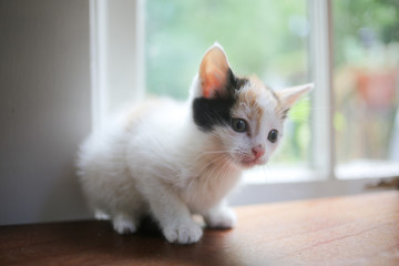 Young Calico Kitten on a Wooden Table in Front of a Window with Natural Light