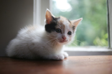 Young Calico Kitten on a Wooden Table in Front of a Window with Natural Light