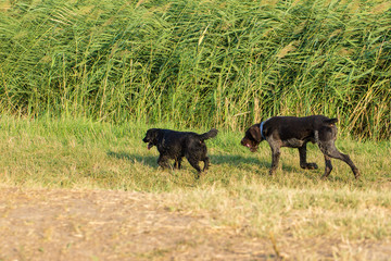German hunting watchdog drathaar, beautiful dog portrait in summer