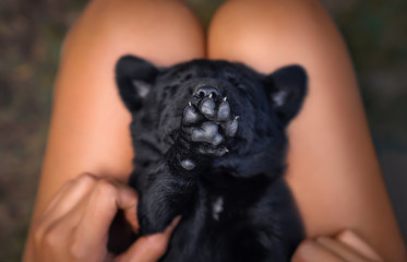 young cute small black labrador retriever dog puppy pet makes a stop sign with his paw