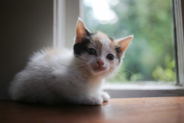 Young Calico Kitten on a Wooden Table in Front of a Window with Natural Light
