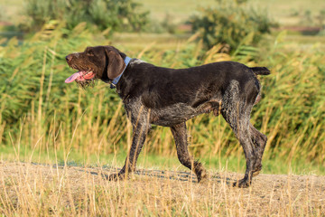 German hunting watchdog drathaar, beautiful dog portrait in summer