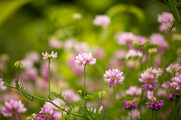 pink flowering vines growing at the edge of the trail along a farm field at Parris N Glendening Nature Preserve in Anne Arundel county Southern Maryland USA