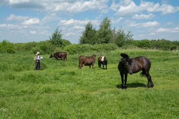 Fototapeta na wymiar Two horses grazing in a meadow on a sunny summer day