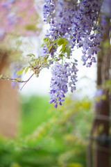 Purple spring flowern in the garden