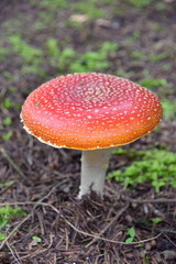 ベニテングタケ