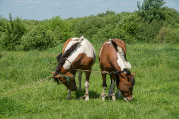 Two horses grazing in a meadow on a sunny summer day