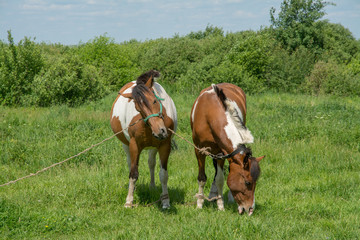 Two horses grazing in a meadow on a sunny summer day