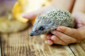 Little hedgehog in the children's hands.