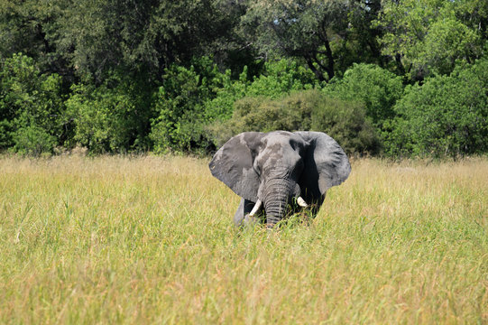 Elephant in Chobe National Park Botswana