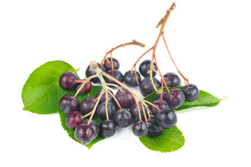 Chokeberries isolated on white background