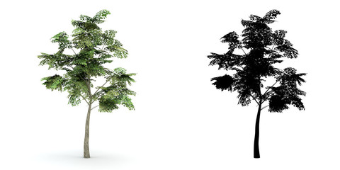 A tree with alpha mask isolated on white background.